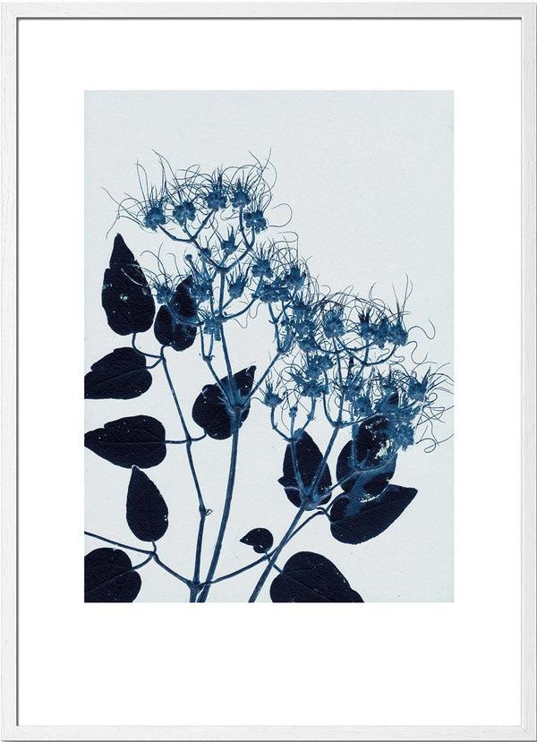 Pernille Folcarelli Clematis Blue