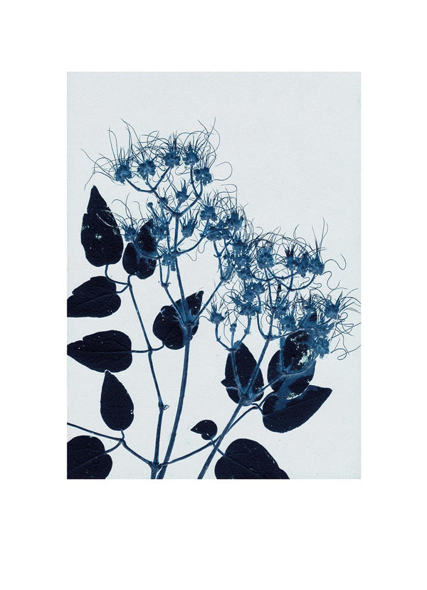 Pernille Folcarelli Clematis Blue
