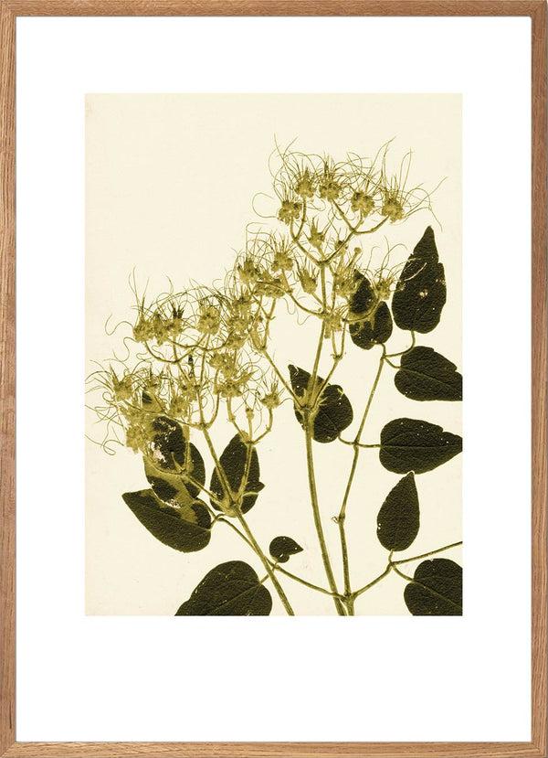 Pernille Folcarelli Clematis Ochre Green