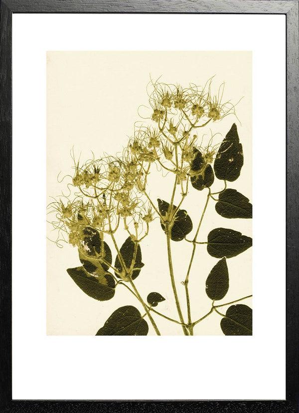 Pernille Folcarelli Clematis Ochre Green