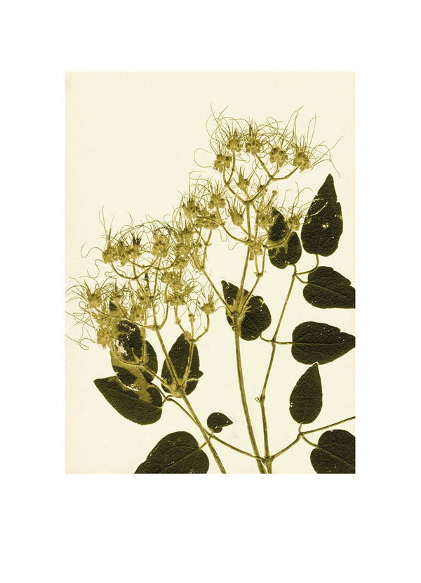 Pernille Folcarelli Clematis Ochre Green