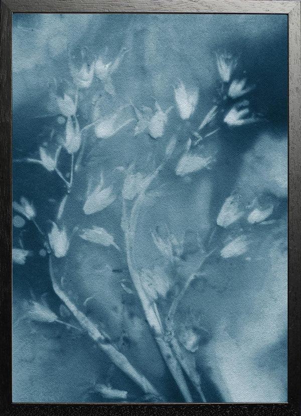 Pernille Folcarelli Drooping Star Blue