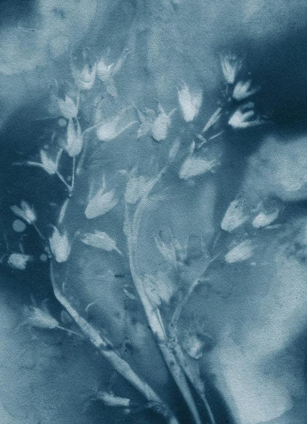 Pernille Folcarelli Drooping Star Blue