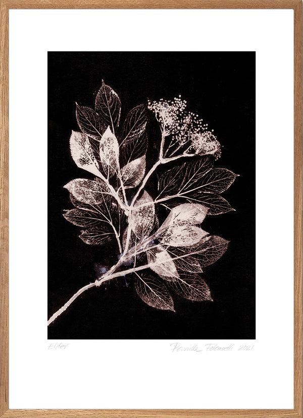 Pernille Folcarelli Elder 1