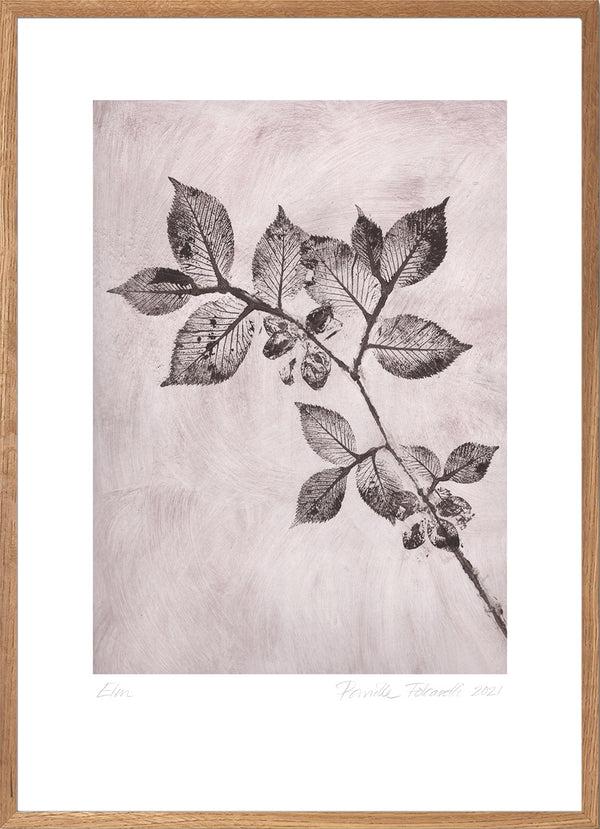 Pernille Folcarelli Elm 1