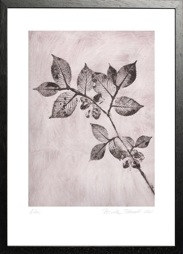 Pernille Folcarelli Elm 1