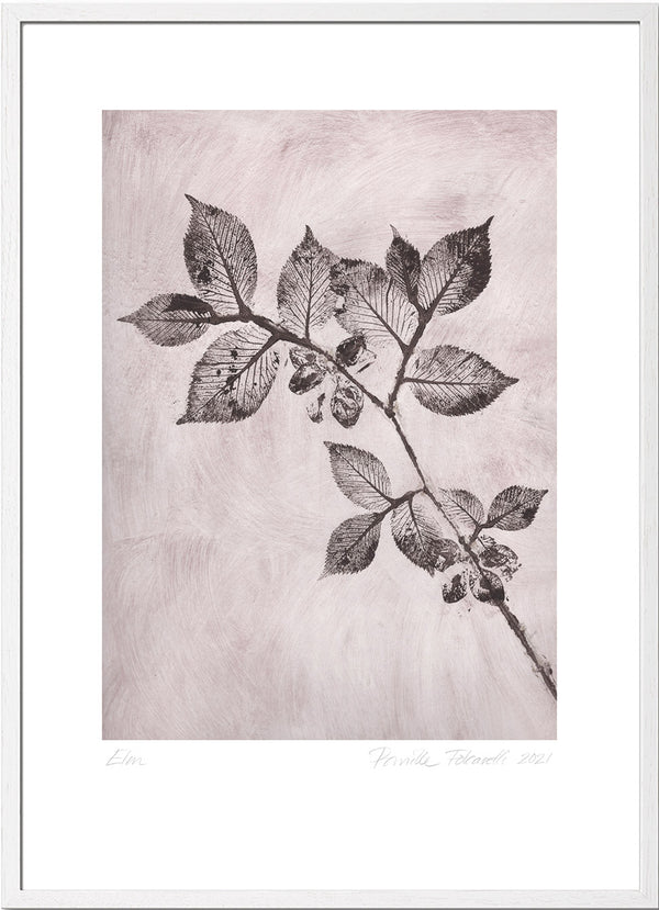 Pernille Folcarelli Elm 1