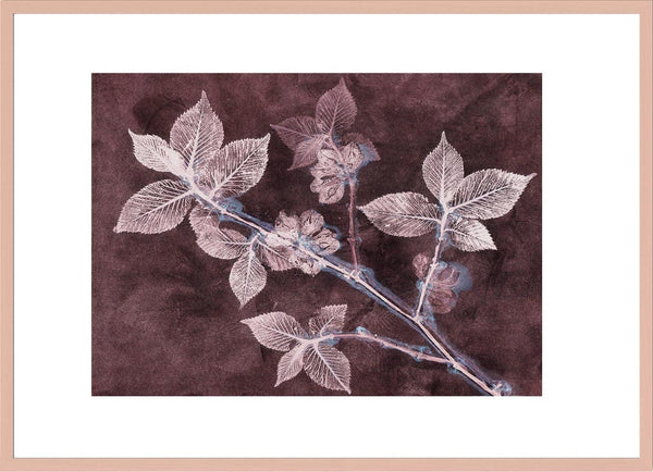 Pernille Folcarelli Elm 2 Dark