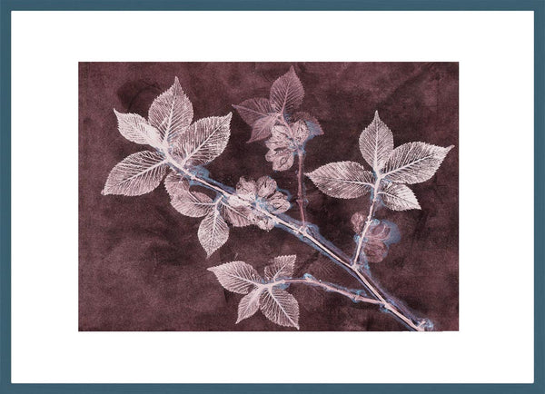 Pernille Folcarelli Elm 2 Dark