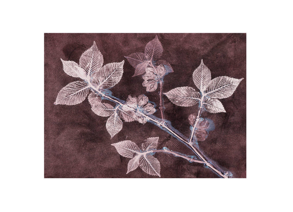 Pernille Folcarelli Elm 2 Dark