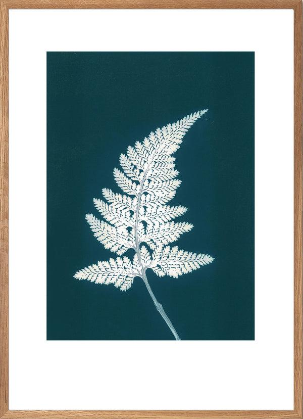 Pernille Folcarelli Fern Bluegreen