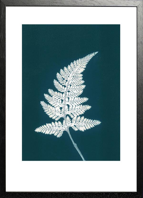 Pernille Folcarelli Fern Bluegreen