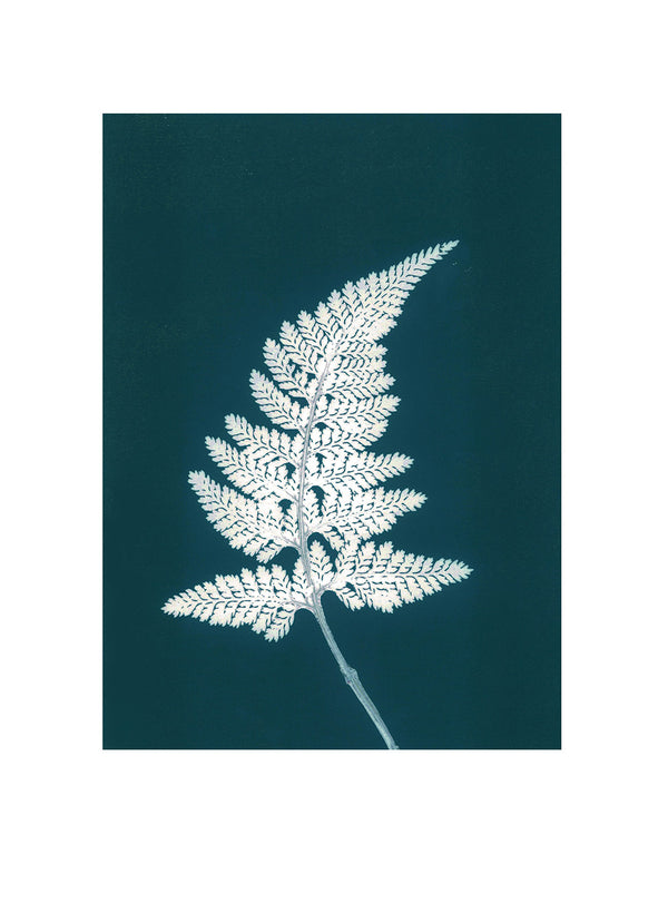 Pernille Folcarelli Fern Bluegreen