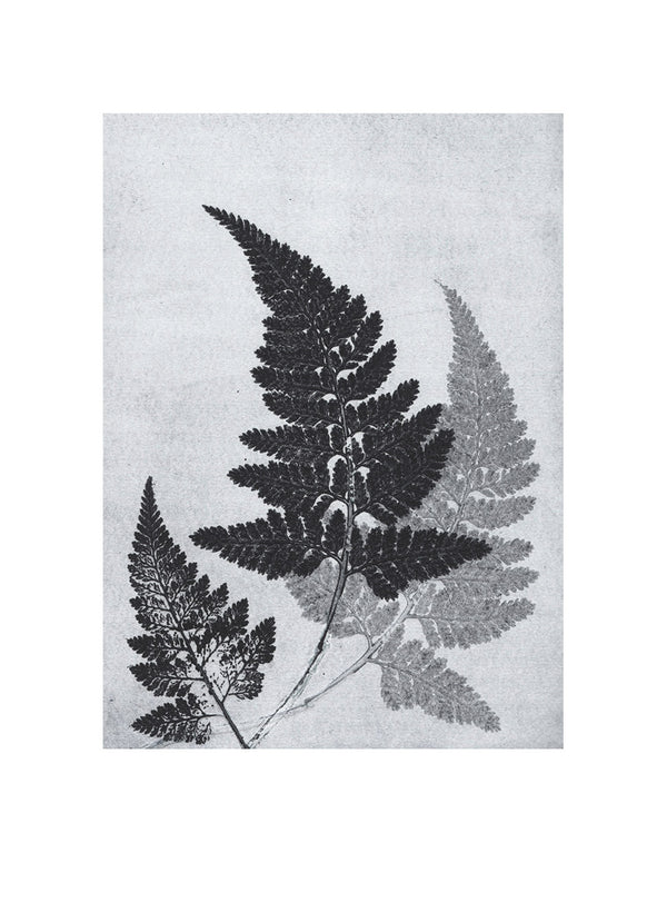 Pernille Folcarelli Fern Bluegrey