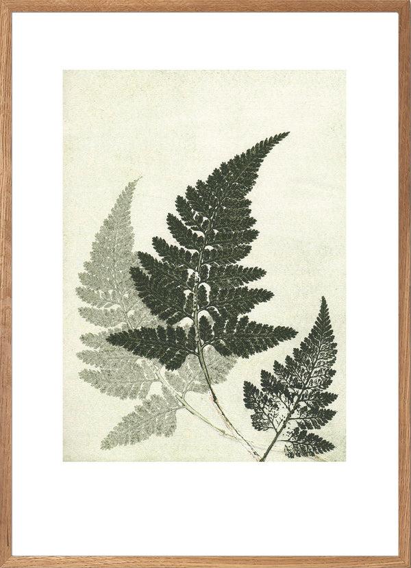 Pernille Folcarelli Fern Green
