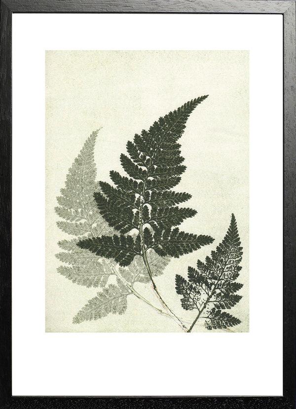 Pernille Folcarelli Fern Green
