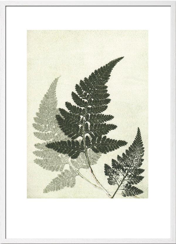 Pernille Folcarelli Fern Green