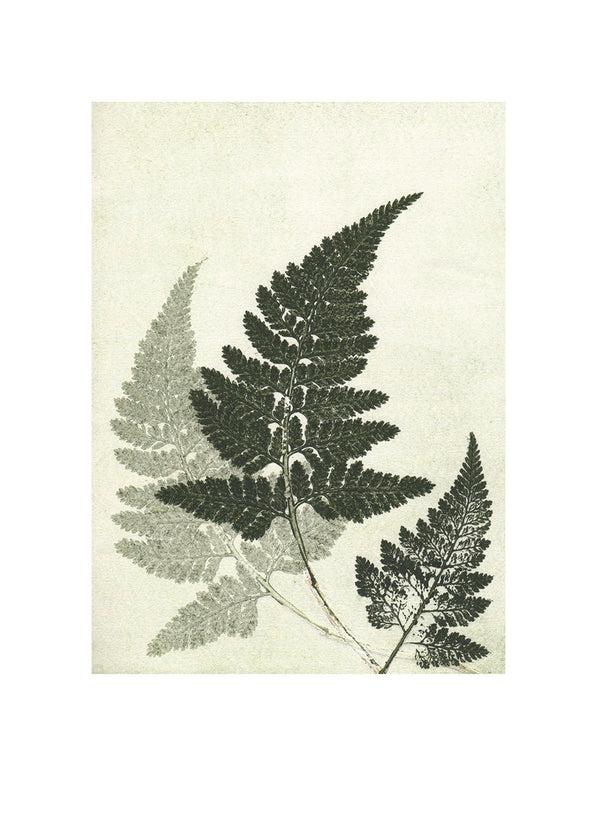 Pernille Folcarelli Fern Green