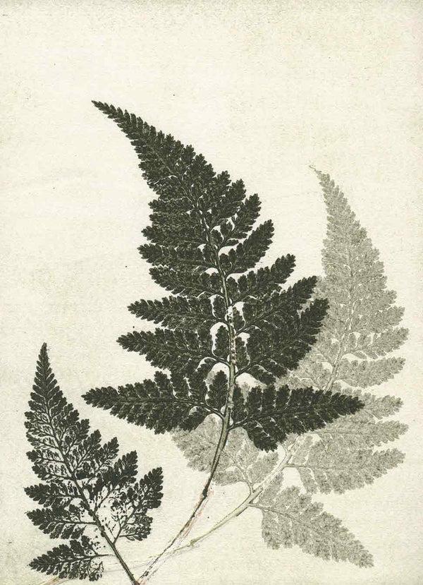 Pernille Folcarelli Fern Green Wallpaper