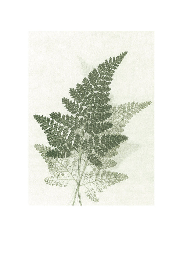 Pernille Folcarelli Fern Green