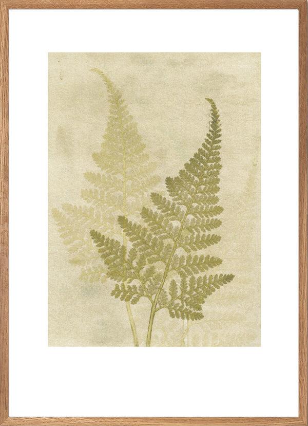 Pernille Folcarelli Fern Olive