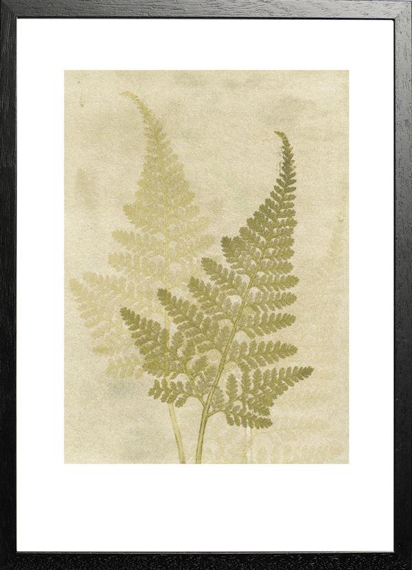 Pernille Folcarelli Fern Olive