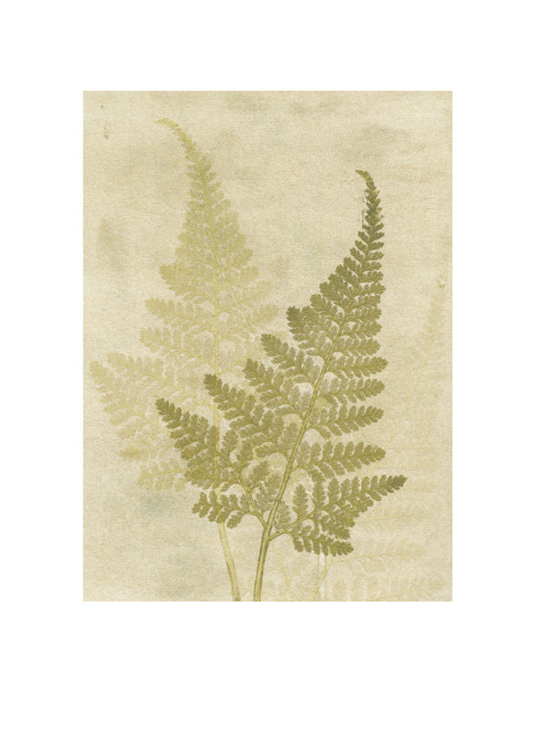 Pernille Folcarelli Fern Olive