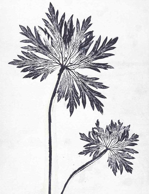 Pernille Folcarelli Geranium Wallpaper