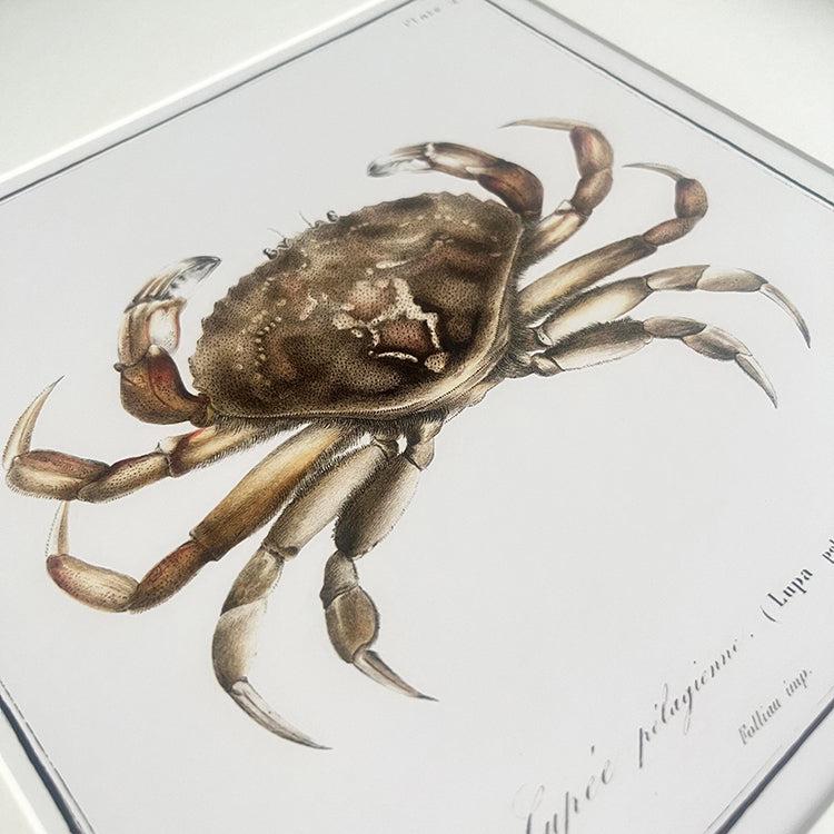 Photoframesandart Crustacean Framed Art | Crab