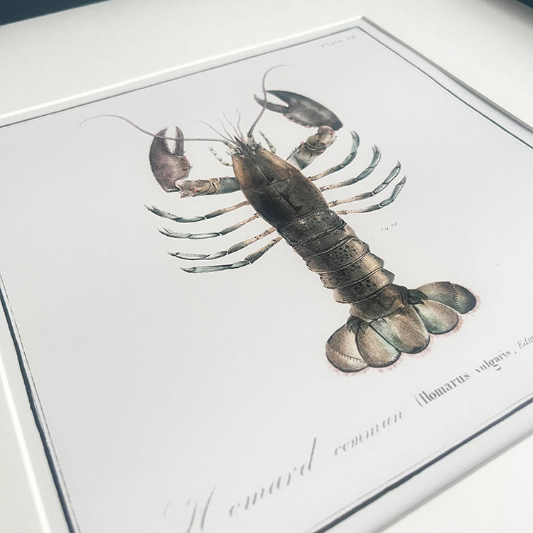 Photoframesandart Crustacean Framed Art | Lobster