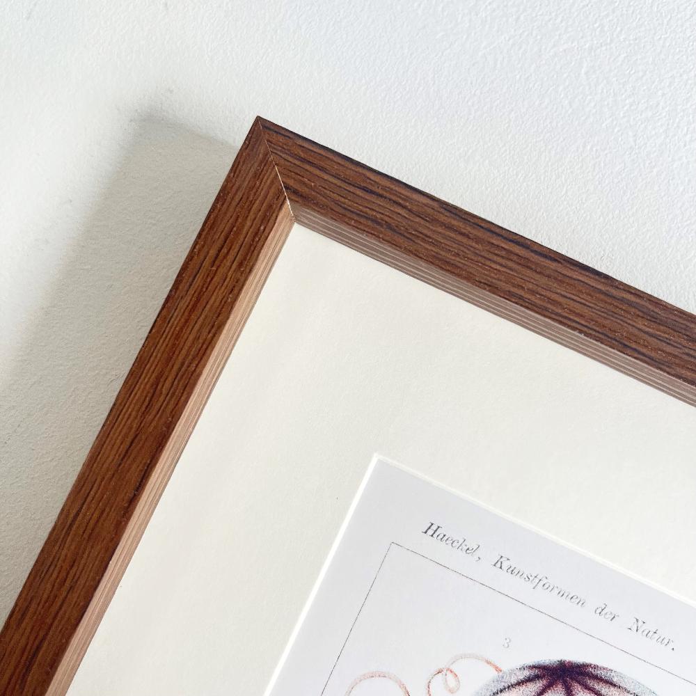 Photoframesandart Vintage Under The Sea Framed Art | Octopus