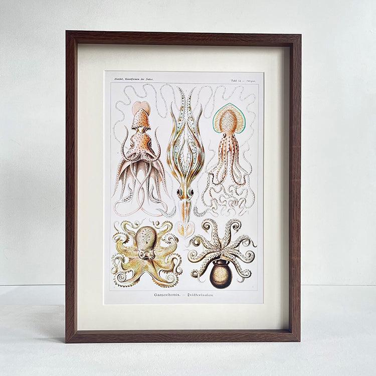 photoframesandart Vintage Under The Sea Framed Art | Octopus
