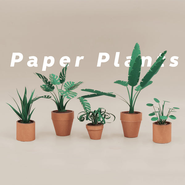 Pikkii Paper Plants