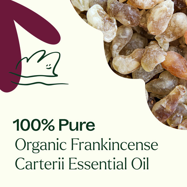 Plant Therapy Organic Frankincense Carterii Essential Oil