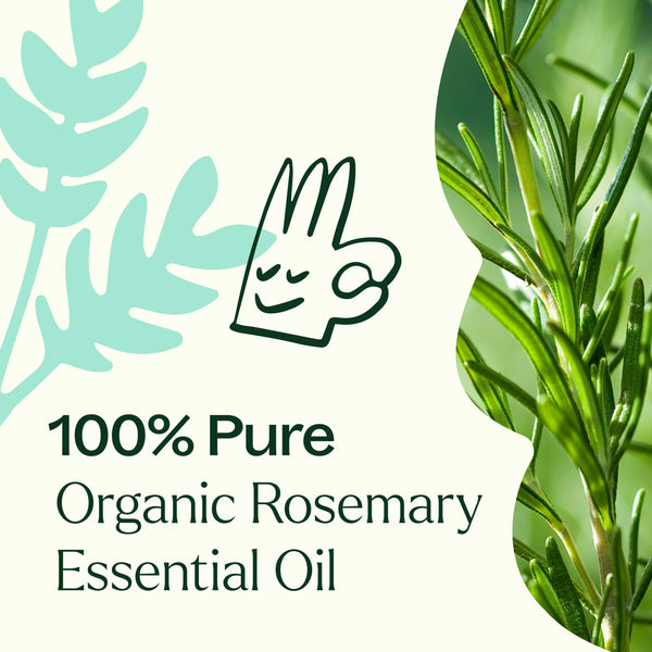 Plant Therapy Organic Rosemary 1 8-Cineole Essential Oil