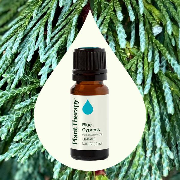 Plant Therapy Blue Cypress Essential Oil