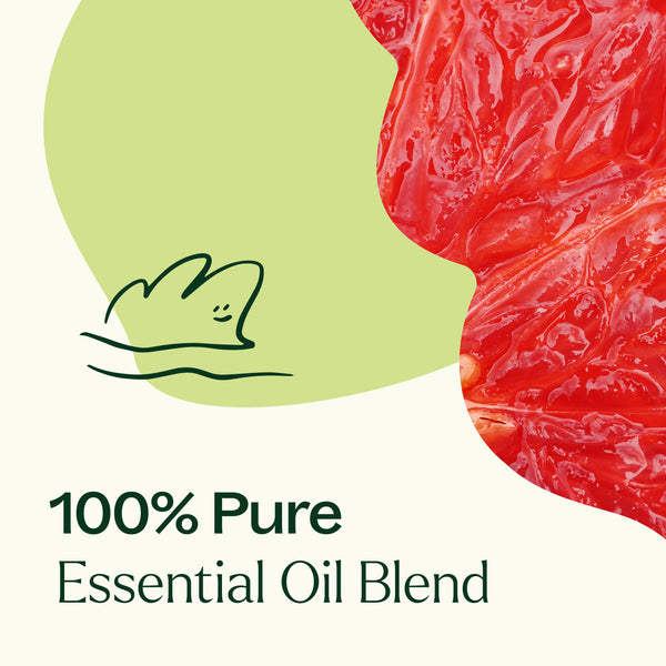 Plant Therapy Brain Aid Essential Oil Blend