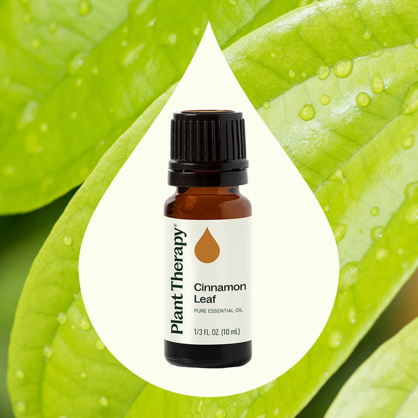 Plant Therapy Cinnamon Leaf Essential Oil
