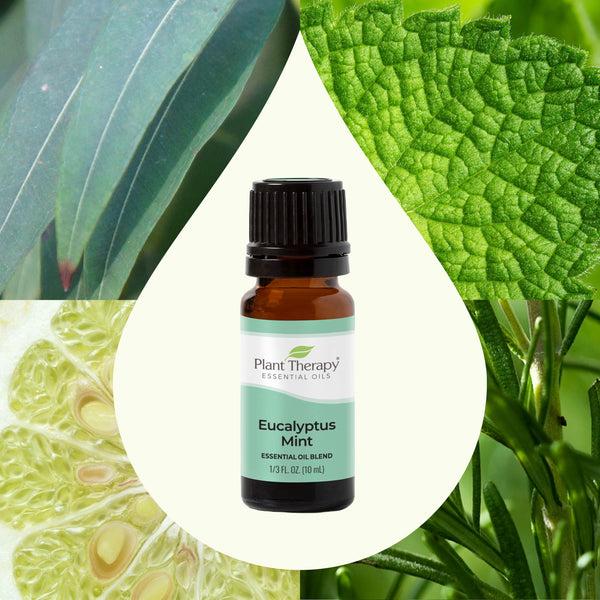 Plant Therapy Eucalyptus Mint Essential Oil Blend