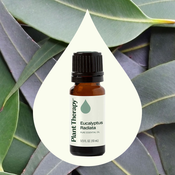 Plant Therapy Eucalyptus Radiata Essential Oil