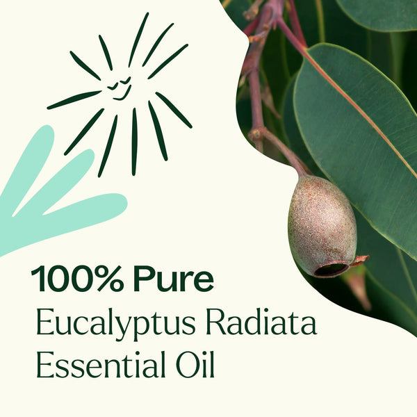 Plant Therapy Eucalyptus Radiata Essential Oil