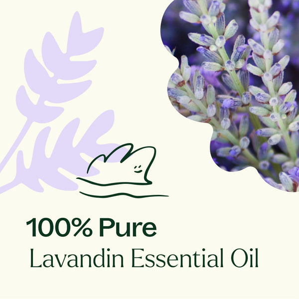 Plant Therapy Lavandin Essential Oil
