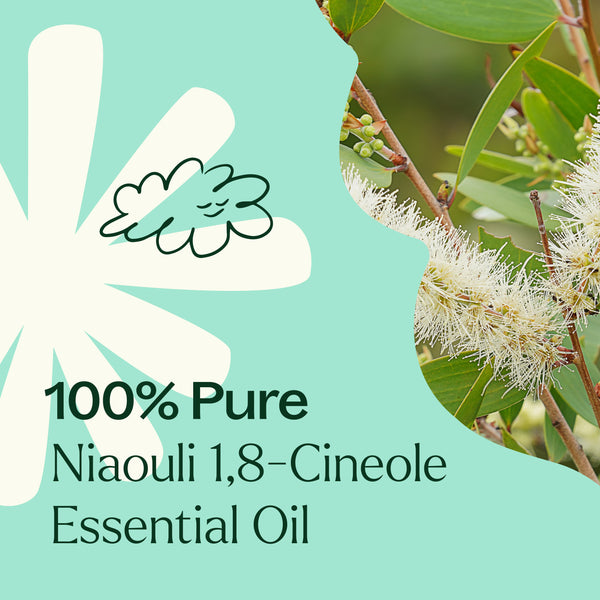 Plant Therapy Niaouli 1 8-Cineole Essential Oil