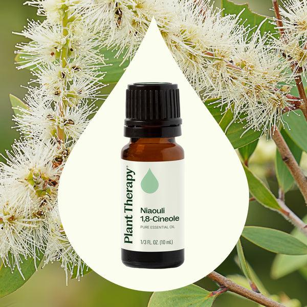 Plant Therapy Niaouli 1 8-Cineole Essential Oil