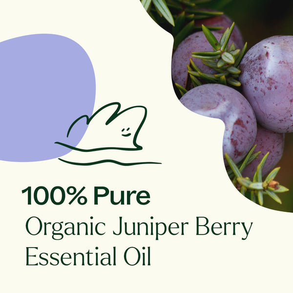 Plant Therapy Organic Juniper Berry Essential Oil