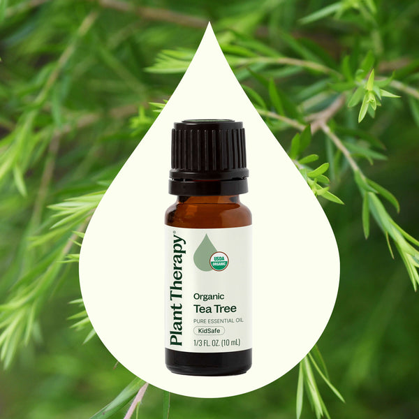 Plant Therapy Organic Tea Tree Essential Oil
