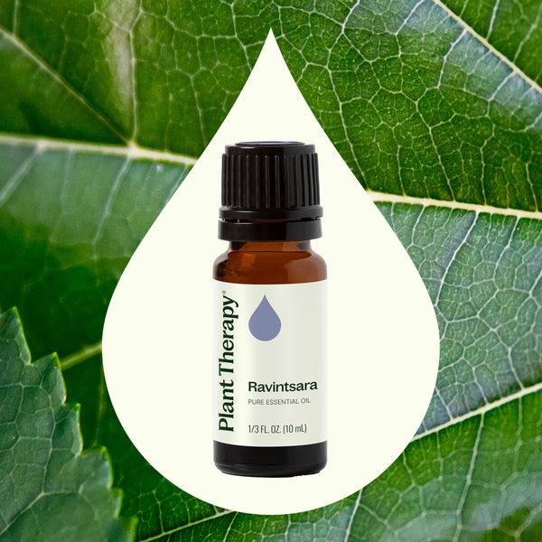 Plant Therapy Ravintsara Essential Oil