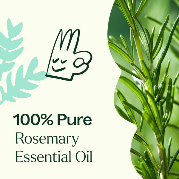 Plant Therapy Rosemary 1 8-Cineole Essential Oil