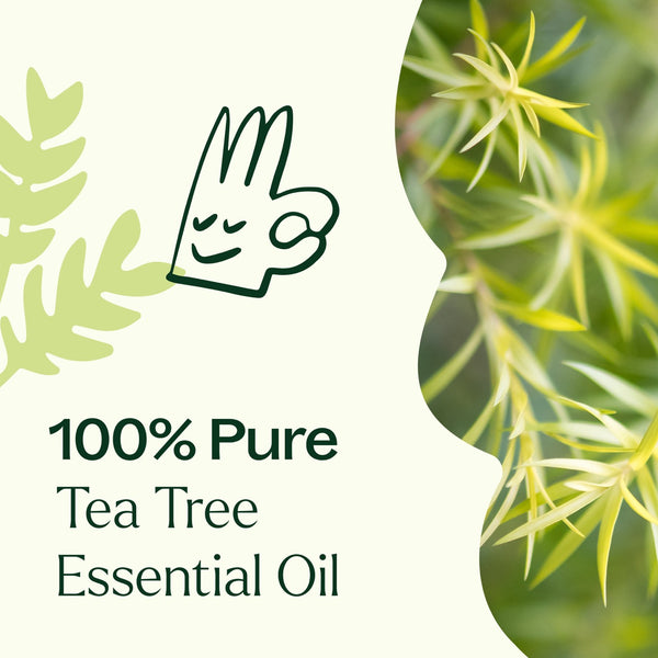 Plant Therapy Tea Tree Essential Oil