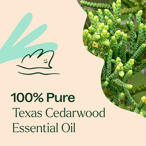 Plant Therapy Texas Cedarwood Essential Oil